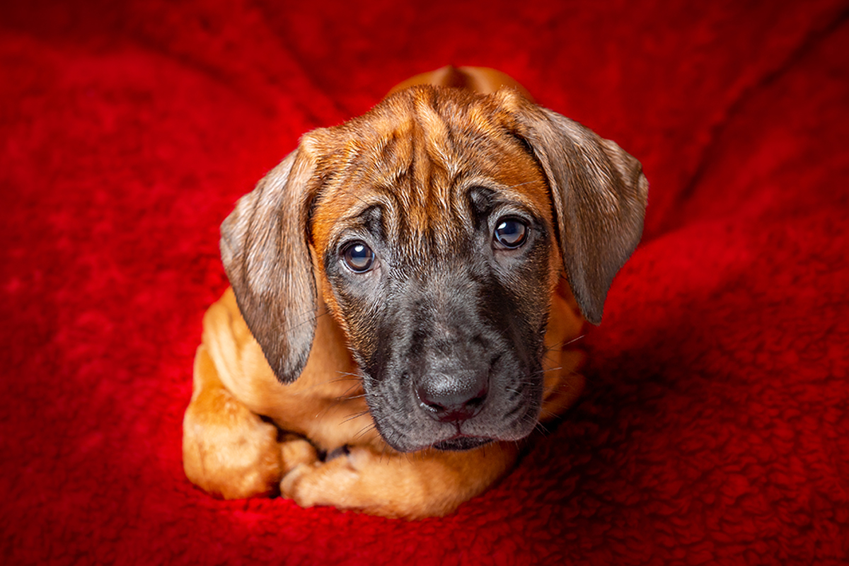 puppy on a red background